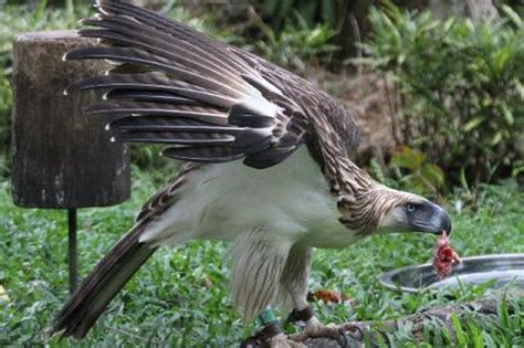Philippine Eagle Diet – Philippine Eagle Habitat .